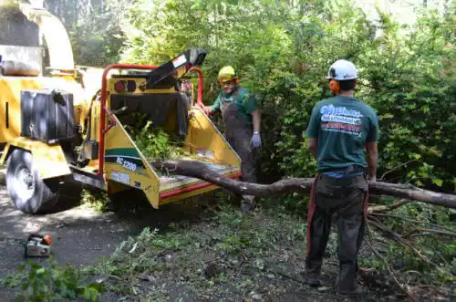 tree services Lake Hart